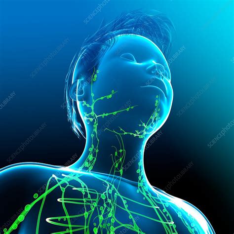 Lymphatic System Illustration Stock Image F0161912 Science