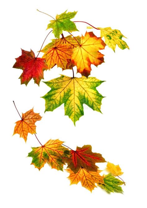 Colorful Autumn Leaves Falling Down Stock Photo Image Of Background