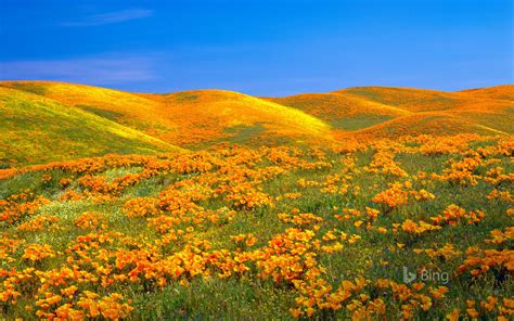 Antelope Valley Poppy Reserve Near Lancaster California