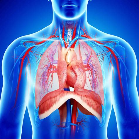 Diaphragm Anatomy Function And Treatment