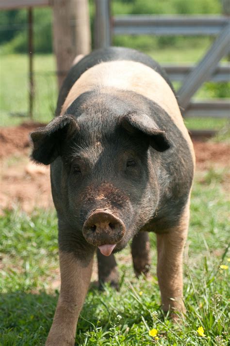 Pig Free Stock Photo Public Domain Pictures