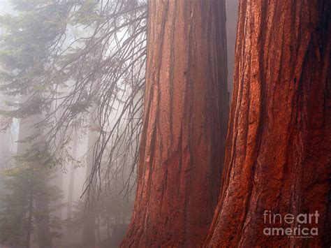 Fog In The Redwood Forest Sequoia National Park Photograph By Schwartz