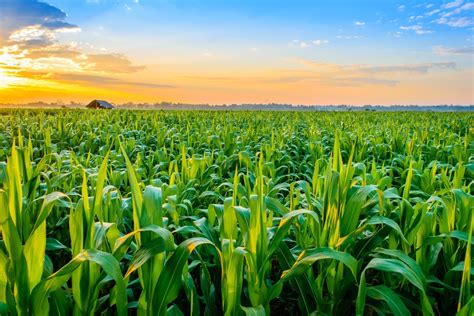 Corn Plant Care Tips On Keeping Them Happy And Healthy