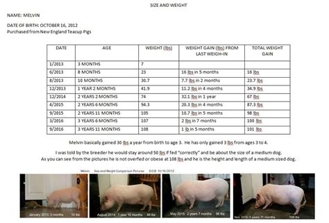 I'm trying to get an estimate of what his adult. Realistic Growth & Sizes Of "Mini Pigs" - Mini Pig Info