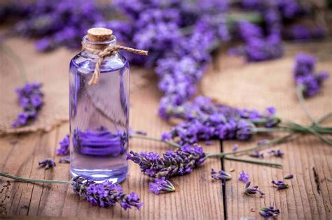 Lavender Helps Relaxing Benefits Of The Smell Can Be More Impactful