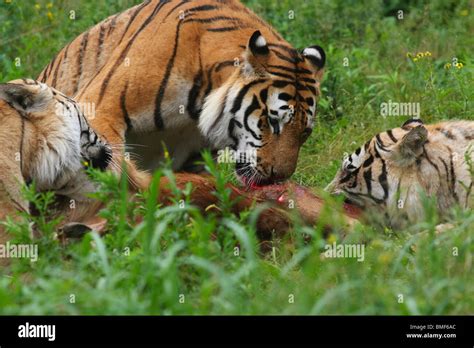 Tigers Eating The Carcass Of A Cattle Hengdaohezi Siberian Tiger Park Hailin Mudanjiang
