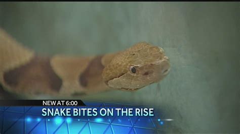College Student Bitten By Copperhead As Snake Bites Increase In Oklahoma
