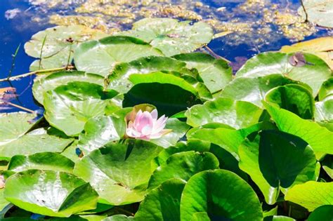 Premium Photo Pink Lotus Flowers Nelumbo Nucifera In A Pond