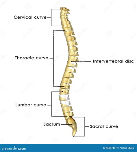 Lesiones En La Medula Espinal