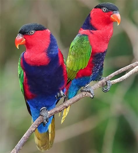 Birds Of The World Black Capped Lory