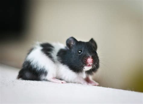Black Banded Sh Syrian Hamster Flickr Photo Sharing