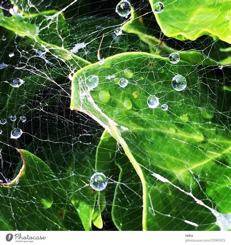 Morning Dew On Spider Web A Royalty Free Stock Photo From Photocase
