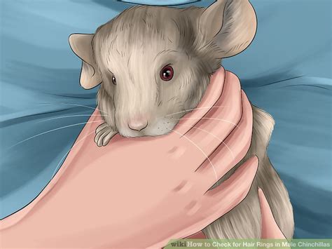 How To Check For Hair Rings In Male Chinchillas 13 Steps