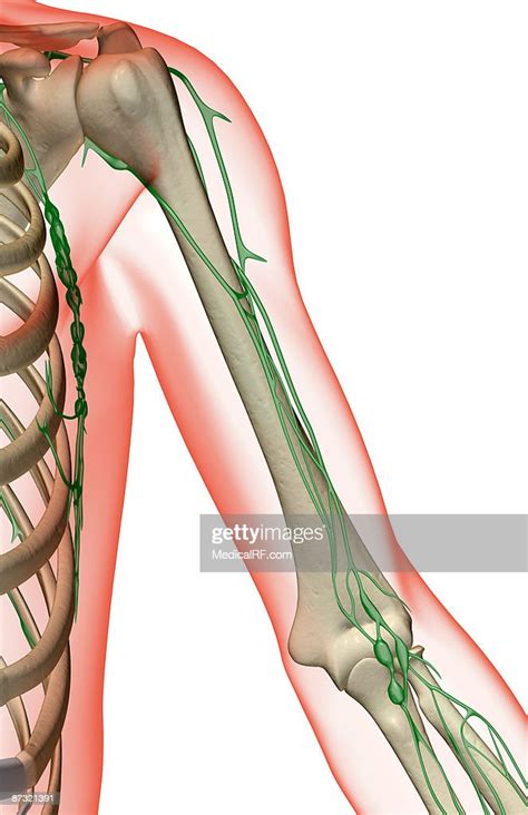 The Lymph Supply Of The Shoulder And Upper Arm High Res Vector Graphic