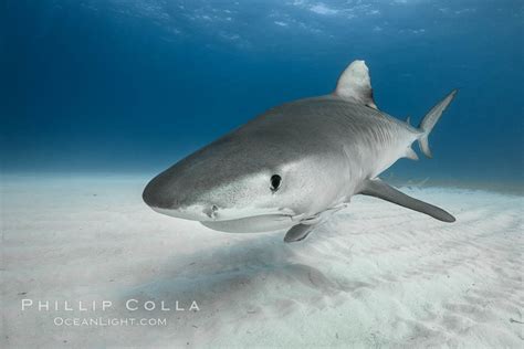New Tiger Shark Photographs Galeocerdo Cuvier Bahamas Natural