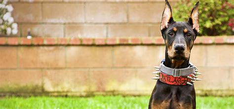 Atlas Den Raising A European Doberman As First Time Dog Owners