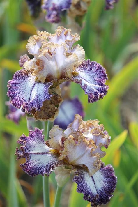 photo of tall bearded iris iris dipped in dots uploaded by aruba1334 iris flowers amazing