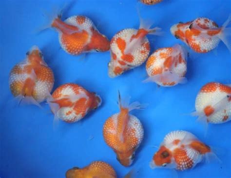 Pictures Of Goldfish Clashing Pride