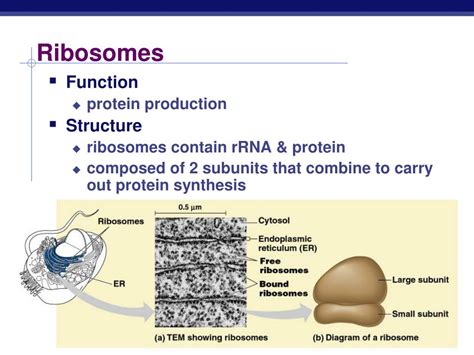 Ppt The Cell Nucleus Ribosomes Powerpoint Presentation Free