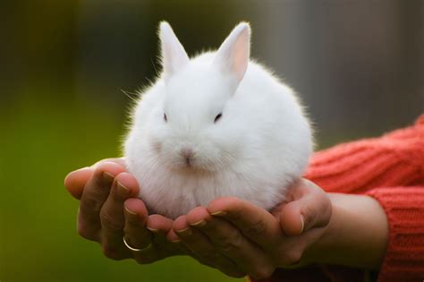 Facts About Rabbits That Are So Unspeakably Adorable