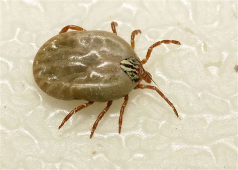 Americas Most Common Ticks And How To Identify Them