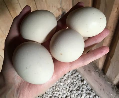 How Are Chicken Eggs Harvested Safety Tips When Handling Chicken Eggs