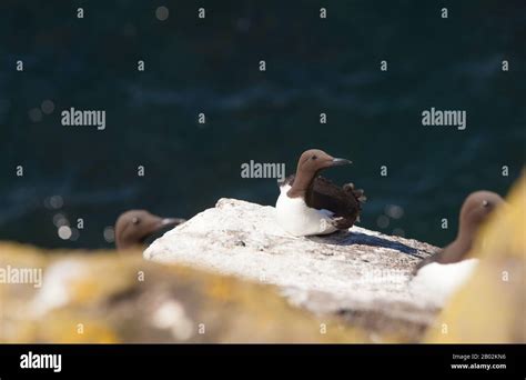 A Guillemot Sitting On A Rock Ledge On The Isle Of May Scotland Stock