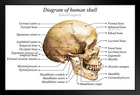 Back Of Head Skull Anatomy It Is The Collection Of 22 Bones Settled