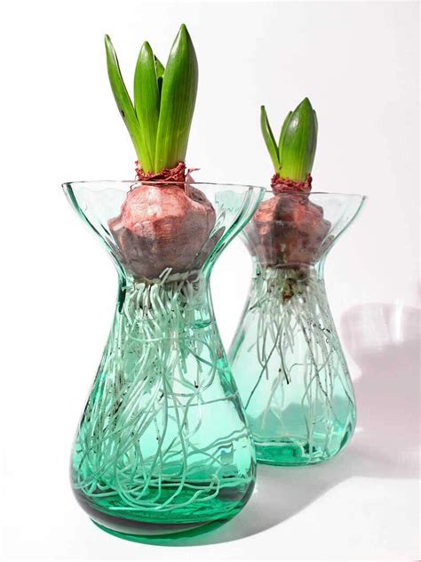 What bulbs bloom in winter. How to Force Garden Bulbs Indoors | Garden bulbs, Spring ...