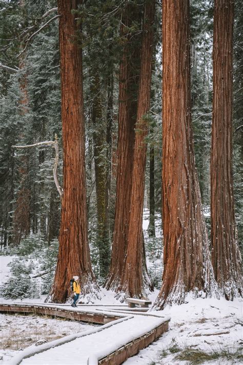 Everything You Need To Know Before Visiting Sequoia National Park In