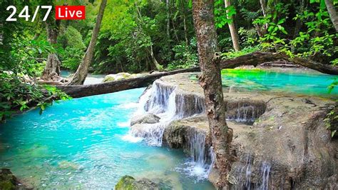 Waterfall And Jungle Sounds 247 Beautiful Nature Sounds For