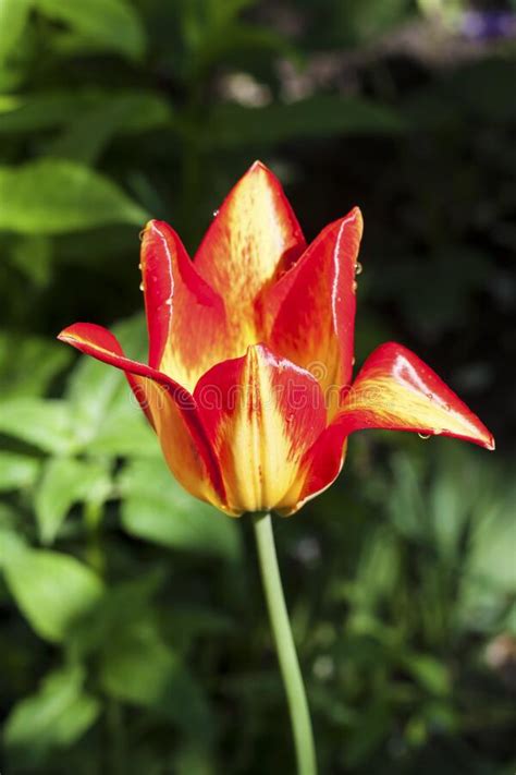 Beautiful Yellow And Red Tulip Closeup On Green Foliage Background