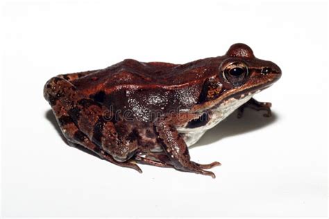 The Side View Of A Dark Wood Frog Stock Photo Image Of Canada Nature