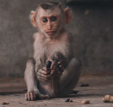 Drug Cartels Pet Monkey Dead Body In Bulletproof Vest After Shootout