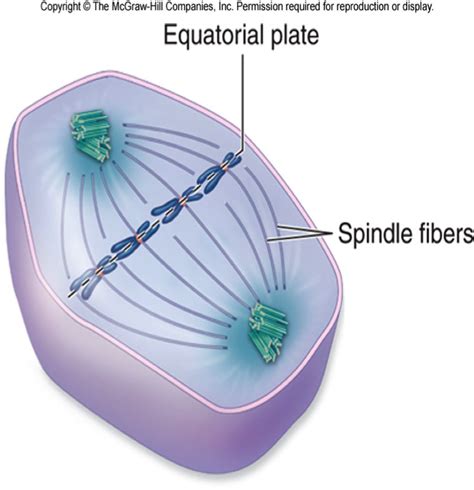 Animal cell mitotic spindle diagram. Science > Ms. Rutherford > Flashcards > Study 5th ...
