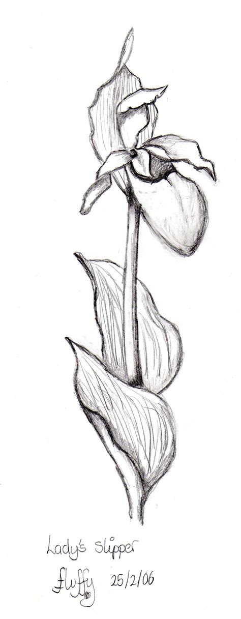 Lady Slipper Coloring Page Coloring Coloring Pages