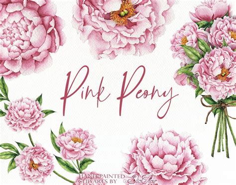 Watercolor Peony Clipart Pink Peonies Flower Clip Art Vintage Etsy