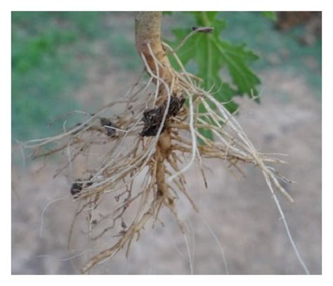 Parthenium Weed A Rosette Stage Of Parthenium Plant B Tap Root