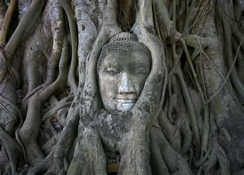 Tree Roots Reclaiming Their Space From Concrete