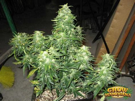 Lowryder 2 Seeds Strain Review Grow