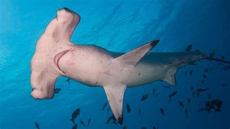 File Scalloped Hammerhead Shark Sphyrna Lewini Jpeg Wikipedia
