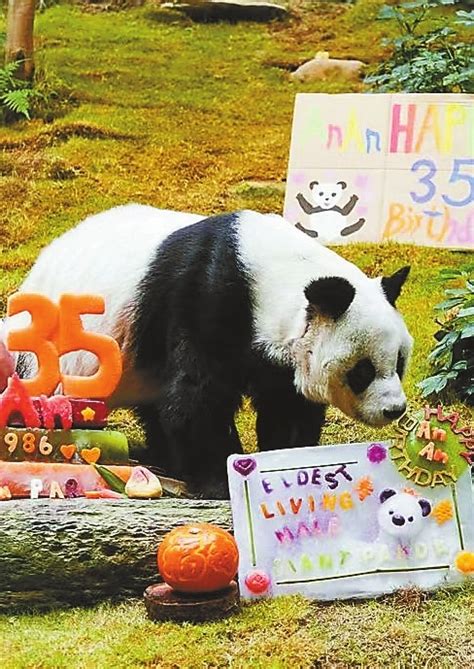 Worlds Longest Living Male Giant Panda Dies At 35