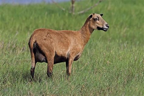 Barbados Blackbelly Sheep Breed Information History And Facts