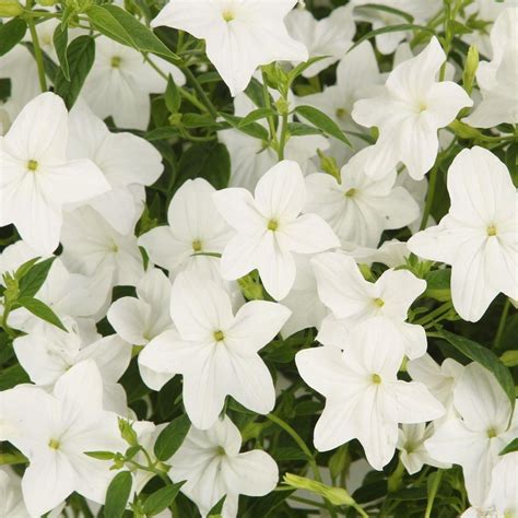 Proven Winners Endless Flirtation Browallia Live Plant White Flowers