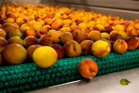 Hot Weather Hastens Start To Ontario Tender Fruit Season The Grower