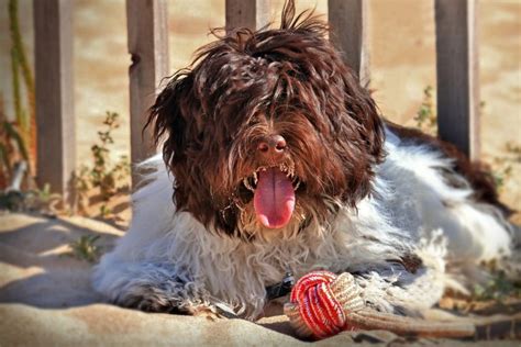 Havanese Breed Heres Everything You Should Know
