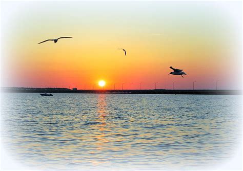 Sunset And Seagulls Photograph By James Defazio Fine Art America