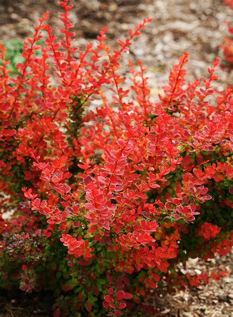 Sunjoy Tangelo Barberry For Sale Online The Tree Center