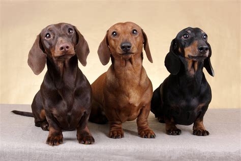 Dachshunds Wallpapers Wallpaper Cave