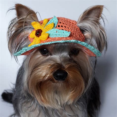 55 Excited Puppy Dog Hat Photo 4k Ukbleumoonproductions